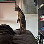 Sirius participe au concours pour gagner de l'argent avec cette photo : cat, tabby_cat, bed, standing, indoor, shelf, stuffed_animal, box, window, curtains, boxing_glove, clothing, furniture, book, toy, pet, curious, side_view, cozy, room