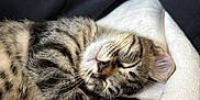 Sirius participe au concours pour gagner de l'argent avec cette photo : kitten, cat, sleeping, tabby, paw, close_up, feline, cozy, soft, blanket, pet, animal, cute, fur, resting, whiskers, adorable, domestic_cat, relaxation, indoor