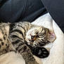 kitten, cat, sleeping, tabby, paw, close_up, feline, cozy, soft, blanket, pet, animal, cute, fur, resting, whiskers, adorable, domestic_cat, relaxation, indoor