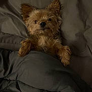Bandit participe au concours pour gagner de l'argent avec cette photo : dog, small_dog, bed, blanket, cozy, fur, pet, indoor, resting, cute, sleepy, comfort, canine, brown_fur, animal, domestic_animal, blanket_cover, lying_down, relaxed, eyes