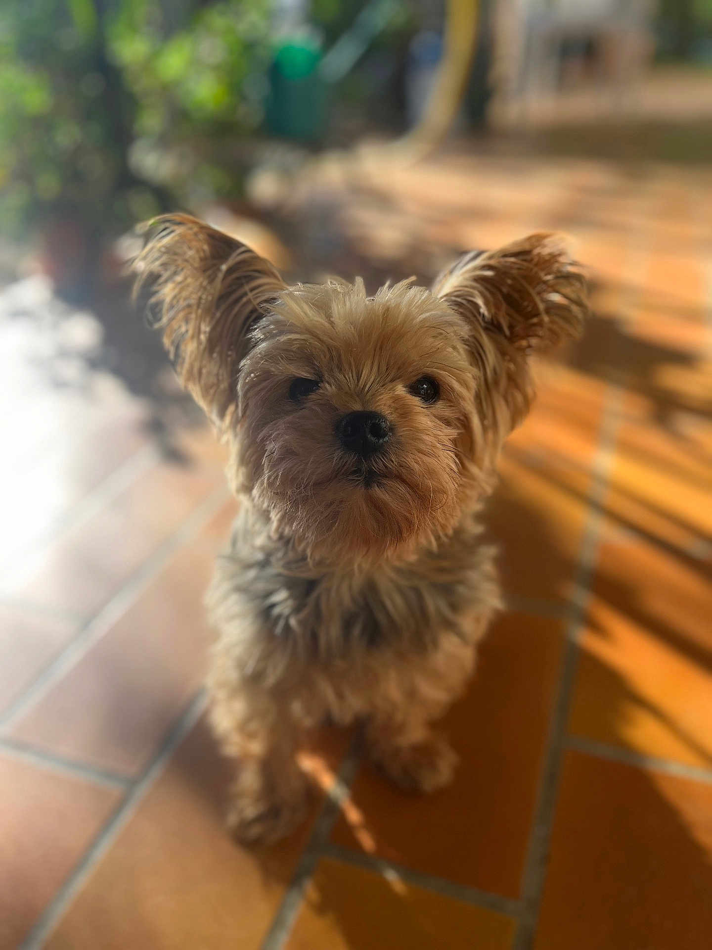 Bandit