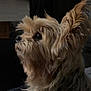 Bandit a rejoint le concours — aidez-le/la à gagner de superbes lots ! dog, pet, fluffy, profile, indoor, fur, animal, closeup, looking, cute, small_dog, household, companion, mammal, canine, domestic_animal, side_view, portrait, furry, cute_pet