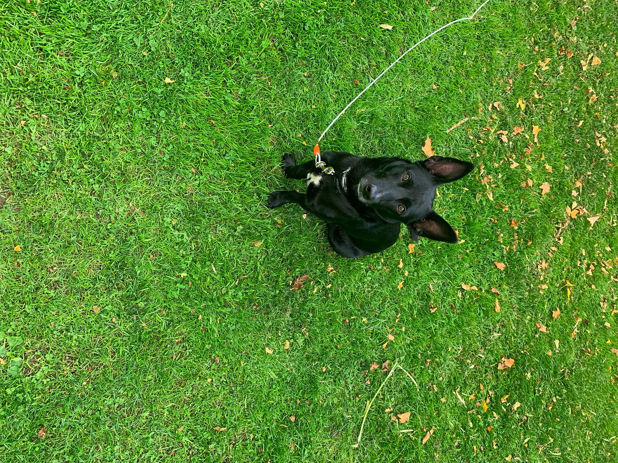 Poe is registered to the contest to win money with this photo: artificial_turf, borador, carnivore, companion_dog, dog, dog_breed, flower, grass, grassland, groundcover, guard_dog, lawn, pasture, plant, shrub, snout, tail, terrestrial_animal, working_animal, working_dog