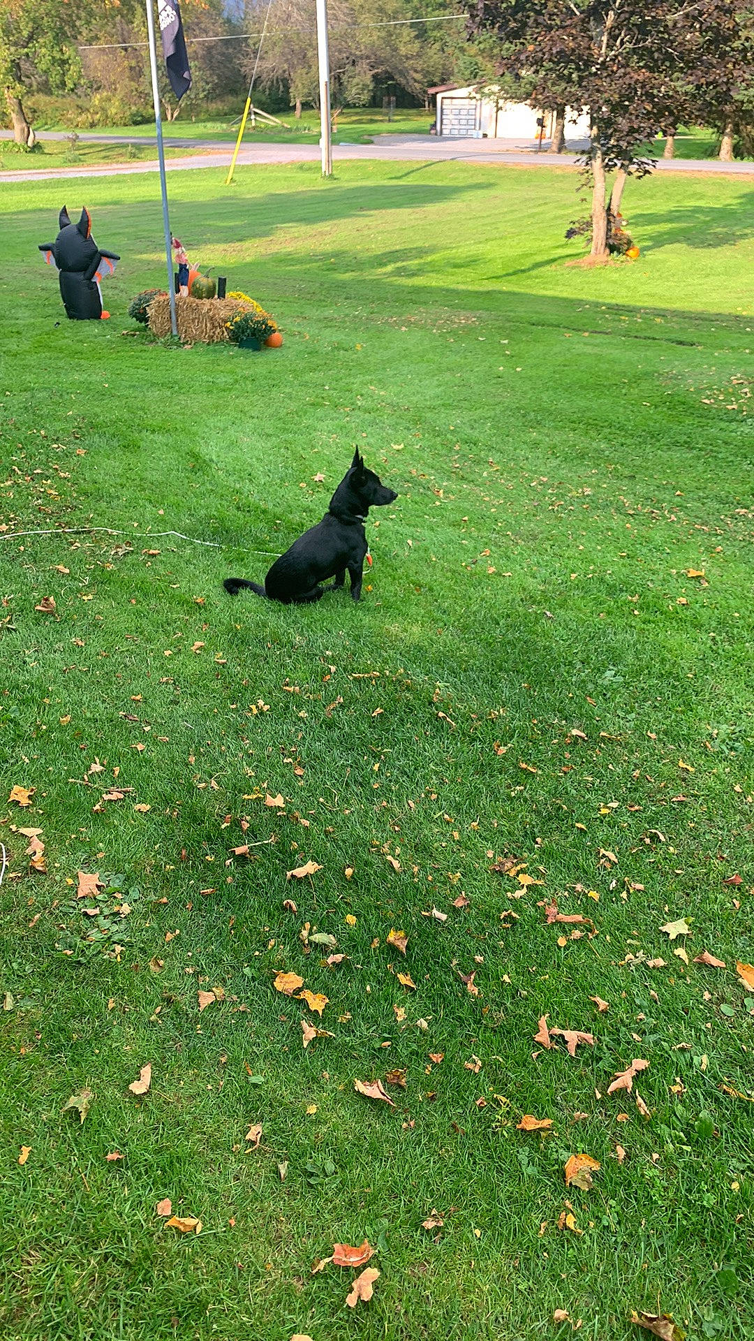 Poe joined the competition — help win amazing prizes! carnivore, dog, dog_breed, flooring, garden, grass, grassland, green, groundcover, landscape, landscaping, lawn, mammal, people_in_nature, plant, shrub, tail, tints_and_shades, tree, vertebrate