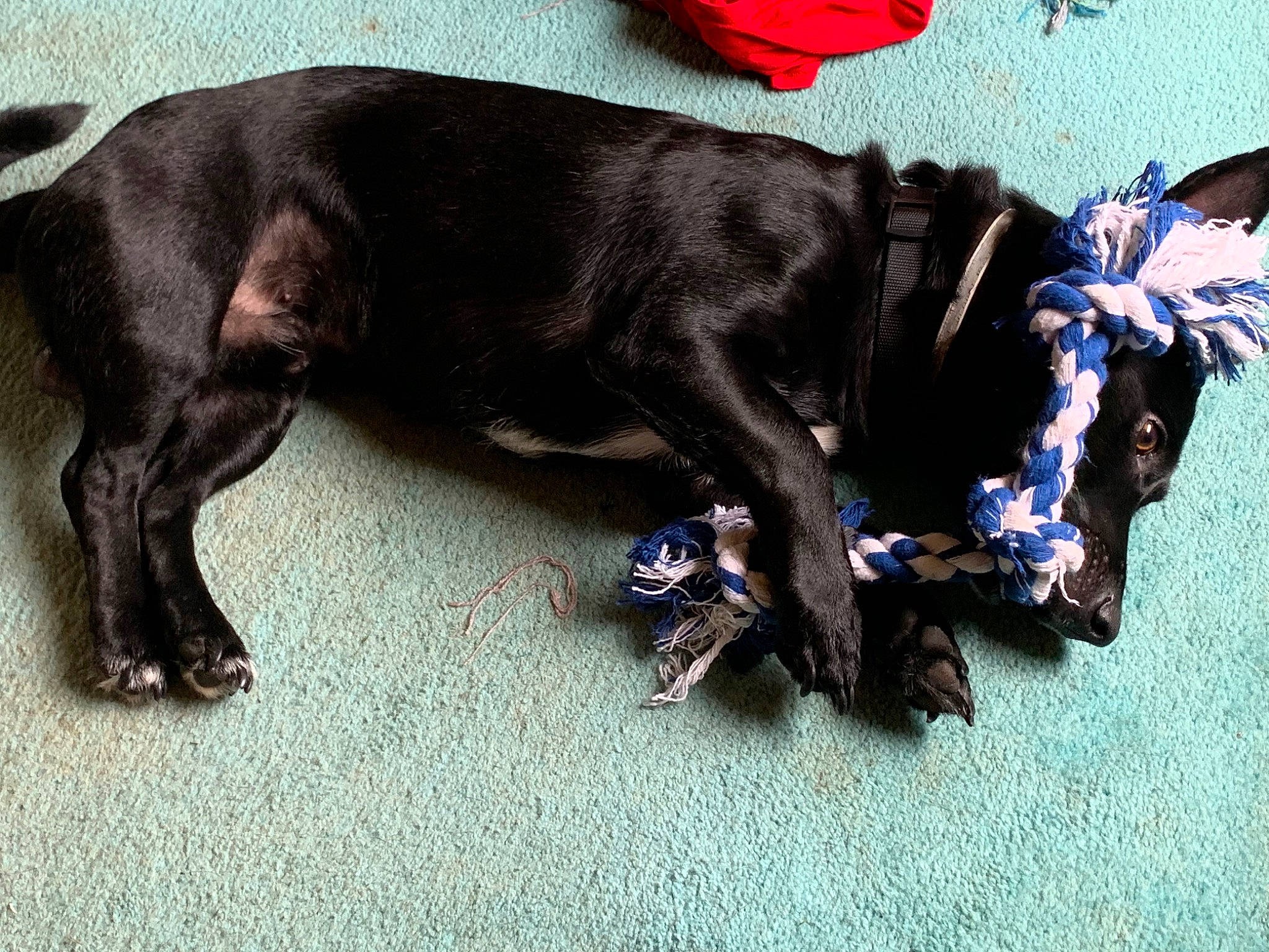 Poe joined the competition — help win amazing prizes! canidae, carnivore, claw, collar, companion_dog, dog, dog_breed, dog_collar, dog_supply, electric_blue, fashion_accessory, fawn, fur, leash, liver, pet_supply, snout, sporting_group, tail, working_animal