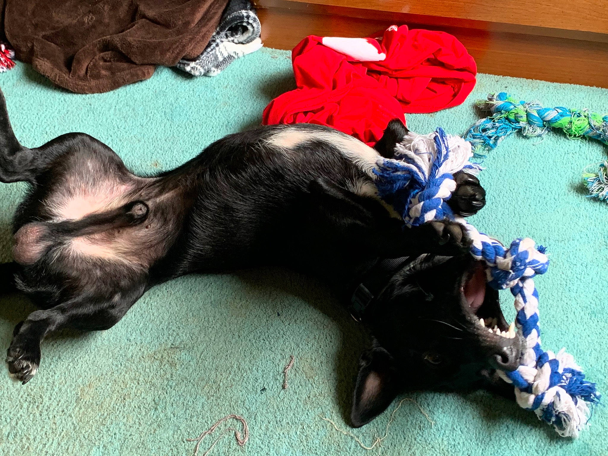 Poe is registered to the contest to win money with this photo: canidae, carnivore, comfort, companion_dog, creative_arts, dog, dog_breed, dog_supply, electric_blue, fawn, felidae, flooring, fur, liver, small_to_medium_sized_cats, snout, sporting_group, tail, toy, working_animal