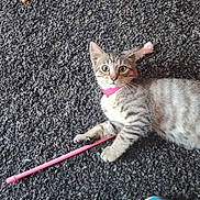 Maya participe au concours pour gagner de l'argent avec cette photo : cat, tabby_cat, pink_collar, carpet, toy, wooden_toy, blue_sneakers, floor, pet, animal, indoor, curious, playing, domestic_cat, striped_fur, claws, paw, relaxed, looking, young_cat