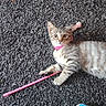 cat, tabby_cat, pink_collar, carpet, toy, wooden_toy, blue_sneakers, floor, pet, animal, indoor, curious, playing, domestic_cat, striped_fur, claws, paw, relaxed, looking, young_cat