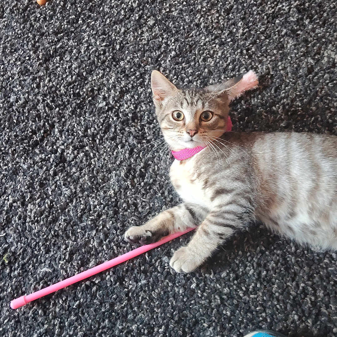 Maya