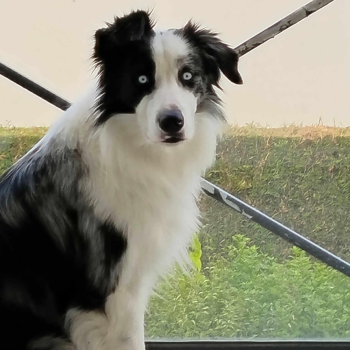 Milo