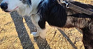Milo participe au concours pour gagner de l'argent avec cette photo : afternoon, animal, black_and_white, blue_eyes, canine, curious, daylight, dog, dry_grass, fence, grass, harness, leash, nature, outdoor, pet, plants, shadow, sunlight, walking