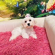 Nova Cane Wyatt is registered to the contest to win money with this photo: adorable, animal, butterfly, colorful_background, cozy, cute, decor, dog, fluffy, greenery, indoor, pet, pink_bow, pink_rug, puppy, relaxed, shaggy_rug, small_dog, sofa, white_dog