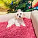 Nova Cane Wyatt