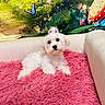 adorable, animal, butterfly, colorful_background, cozy, cute, decor, dog, fluffy, greenery, indoor, pet, pink_bow, pink_rug, puppy, relaxed, shaggy_rug, small_dog, sofa, white_dog