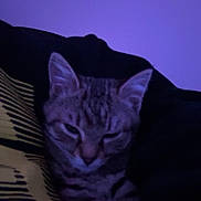 Churro is registered to the contest to win money with this photo: cat, tabby, pet, indoor, purple_lighting, closeup, sleepy, whiskers, ears, face, paw, blanket, cozy, low_light, portrait, couch, relaxed, fur, striped, night