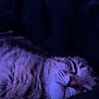 Churro is registered to the contest to win money with this photo: cat, tabby, sleeping, nap, whiskers, fur, close_up, portrait, pet, indoor, purple_lighting, cozy, blanket, bedding, nose, striped, relaxed, soft_texture, pillow, low_light
