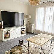 Spike a rejoint le concours — aidez-le/la à gagner de superbes lots ! animal, architecture, building, candle, canine, chandelier, computerhardware, dog, electronics, furniture, hardware, homedecor, indoors, interiordesign, lamp, monitor, pet, screen, table, tv