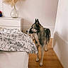 Spike participe au concours pour gagner de l'argent avec cette photo : animal, bed, bedroom, bedsheet, blanket, canine, cushion, dog, dogbed, furniture, hardwood, husky, indoors, interiordesign, person, pet, puppy, room, stainedwood, wood