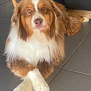 Teddy a rejoint le concours — aidez-le/la à gagner de superbes lots ! dog, animal, pet, brown, white, fur, indoor, floor, tile, paws, crossed_paws, relaxed, canine, mammal, companion, looking, cute, fluffy, domestic, portrait