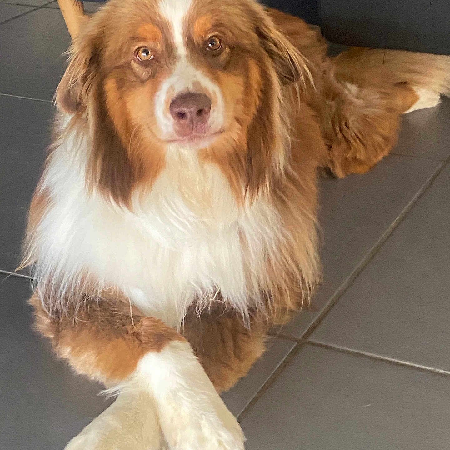 Teddy a rejoint le concours — aidez-le/la à gagner de superbes lots ! animal, brown, canine, companion, crossed_paws, cute, dog, domestic, floor, fluffy, fur, indoor, looking, mammal, paws, pet, portrait, relaxed, tile, white
