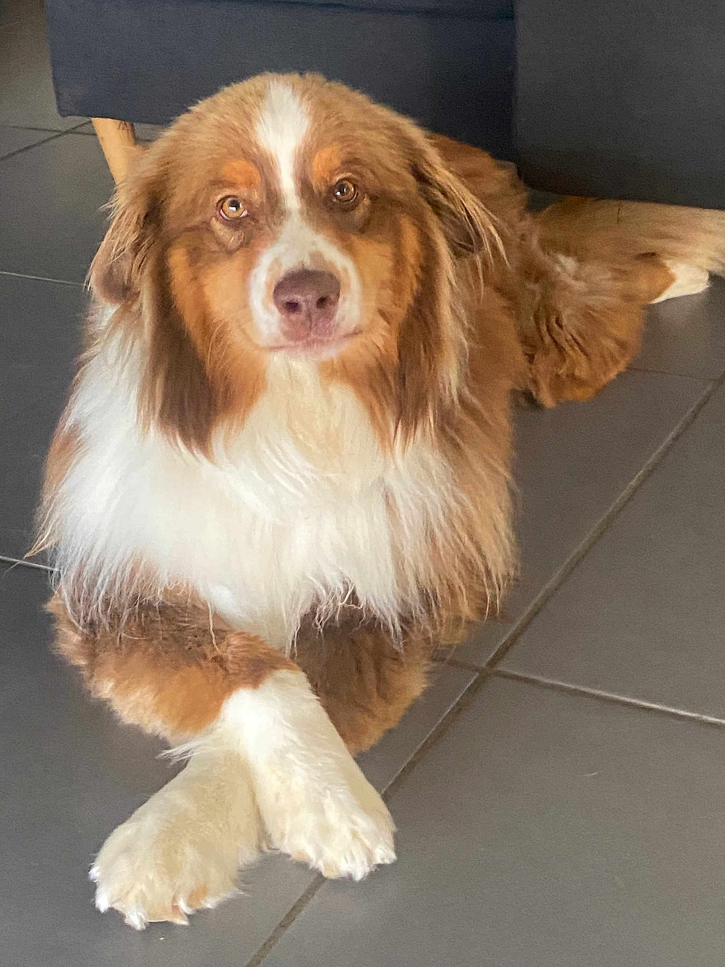 Teddy a rejoint le concours — aidez-le/la à gagner de superbes lots ! dog, animal, pet, brown, white, fur, indoor, floor, tile, paws, crossed_paws, relaxed, canine, mammal, companion, looking, cute, fluffy, domestic, portrait