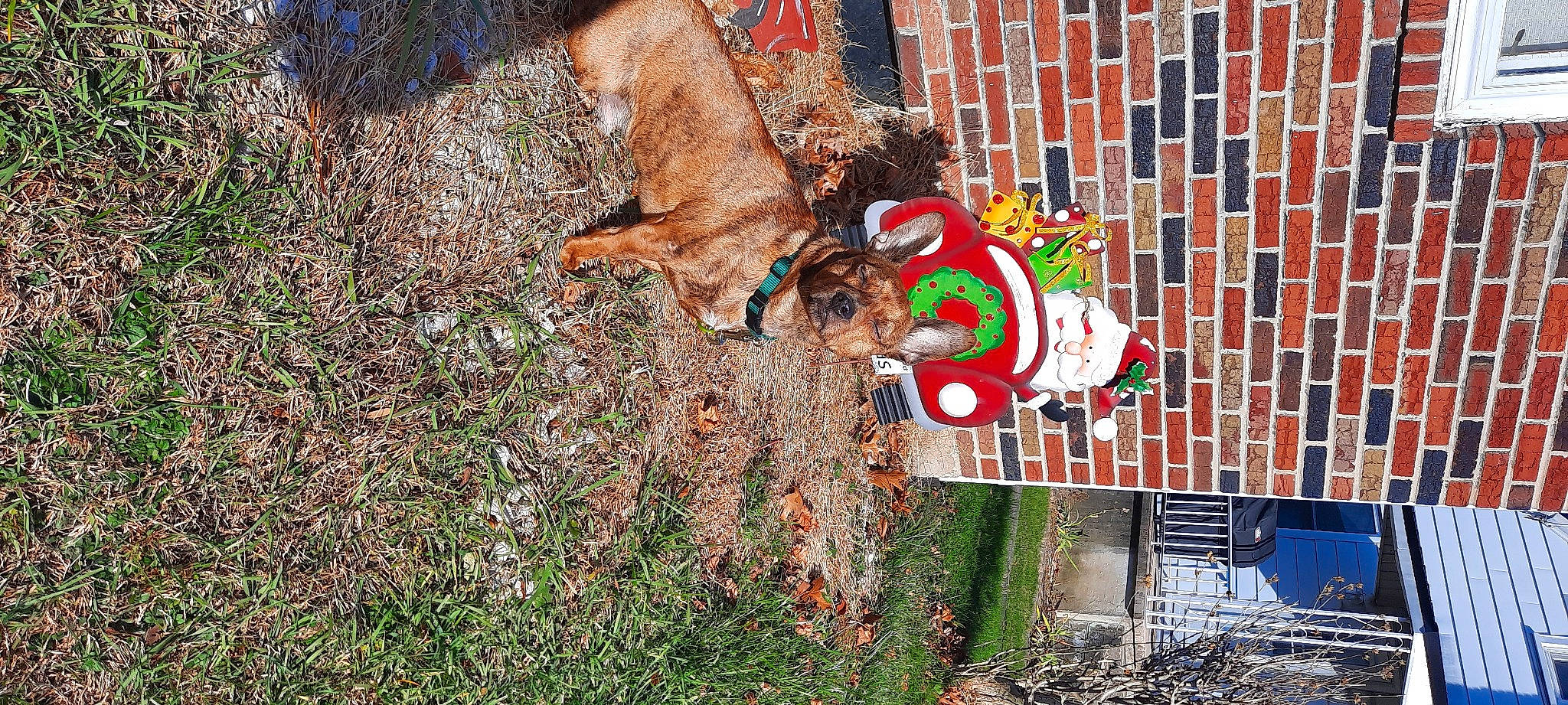 Tibbs joined the competition — help win amazing prizes! art, brick, brickwork, carnivore, companion_dog, dog, dog_breed, dog_supply, fawn, grass, lawn_ornament, leash, liver, plant, soil, sporting_group, tail, tree, wood, working_animal