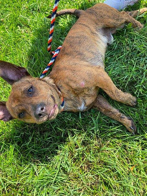 Tibbs is registered to the contest to win money with this photo: canidae, carnivore, collar, companion_dog, dog, dog_breed, dog_collar, dog_supply, fawn, grass, guard_dog, leash, liver, mexican_hairless_dog, pet_supply, snout, sporting_group, tail, terrestrial_animal, working_animal