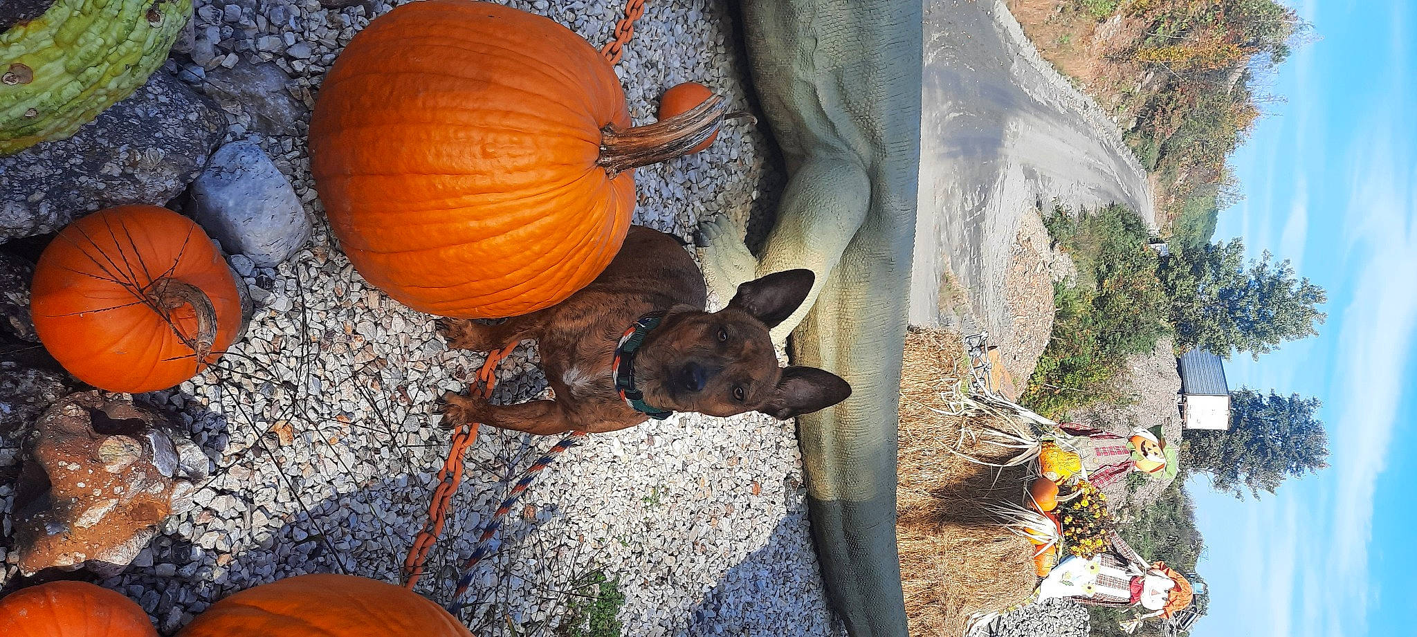 Tibbs joined the competition — help win amazing prizes! adaptation, calabaza, cucurbita, food, gourd, hat, leaf, local_food, natural_foods, organism, plant, produce, pumpkin, squash, still_life_photography, superfood, terrestrial_animal, vegetable, winter_squash, wood