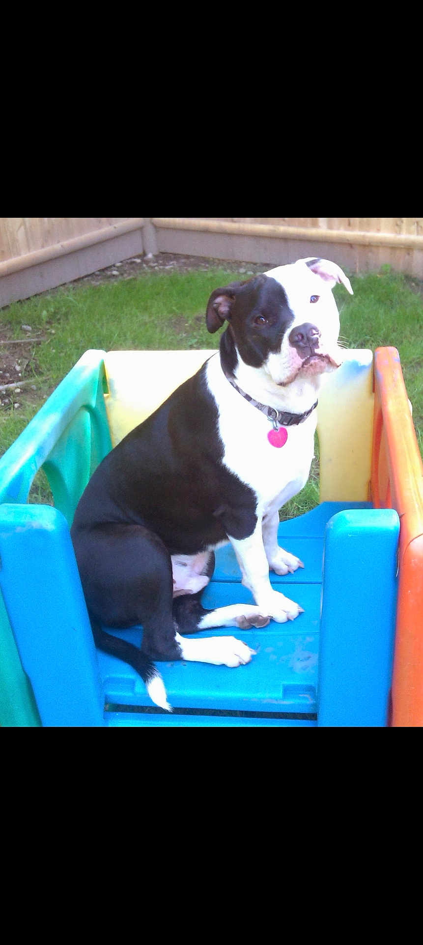 Bishop joined the competition — help win amazing prizes! dog, black_and_white, sitting, plastic_play_structure, backyard, fence, grass, collar, pet, playground, outdoor, animal, canine, toy, colorful, summer, daylight, cute, looking, calm