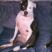 Bishop is registered to the contest to win money with this photo: animal, black_and_white, blue_couch, canine, couch, dog, domestic_animal, ears, flash, fur, indoor, legs, looking_at_camera, mouth, nose, paw, pet, relaxed, sitting, tail