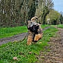 Teddy a rejoint le concours — aidez-le/la à gagner de superbes lots ! dog, grass, stick, path, trees, outdoor, nature, running, playful, fur, canine, muddy_path, leafless_trees, sky, animal, motion, energetic, field, daytime, pet
