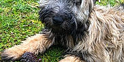 Teddy a rejoint le concours — aidez-le/la à gagner de superbes lots ! dog, grass, pine_cone, outdoor, pet, canine, fur, nature, playing, animal, laying, greenery, cute, scruffy, paw, relaxed, daylight, moss, flora, closeup