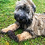 dog, grass, pine_cone, outdoor, pet, canine, fur, nature, playing, animal, laying, greenery, cute, scruffy, paw, relaxed, daylight, moss, flora, closeup