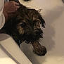Teddy participe au concours pour gagner de l'argent avec cette photo : dog, bathtub, wet, fur, hand, pet, animal, bath, water, domestic, indoor, closeup, expression, grooming, mammal, canine, white, striped, hose, bathroom