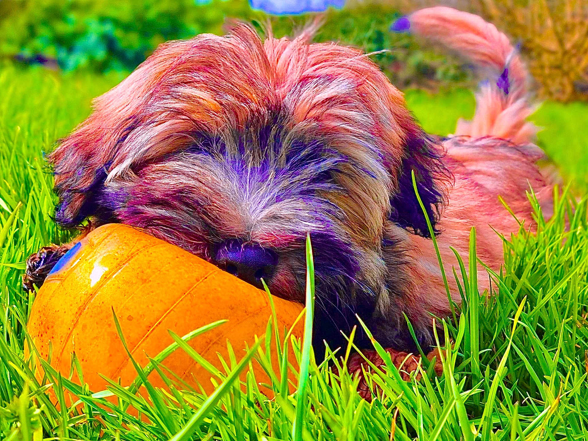 Teddy participe au concours pour gagner de l'argent avec cette photo : dog, puppy, grass, toy, outdoor, animal, pet, playful, chewing, fluffy, nature, greenery, closeup, muzzle, fur, tail, summer, daylight, cute, young