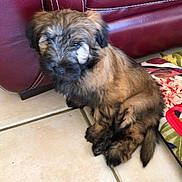 Teddy participe au concours pour gagner de l'argent avec cette photo : puppy, dog, pet, indoor, tile_floor, red_couch, fluffy, scruffy, brown_fur, black_fur, sitting, cushion, home_interior, cute, young, animal, domestic, companion, furry, small