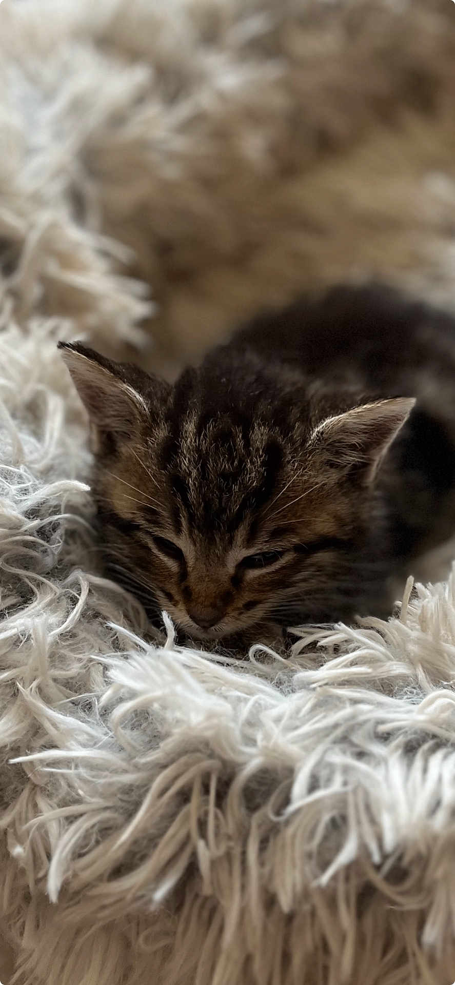 Tigrou