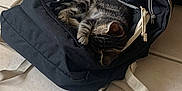 Tigrou a rejoint le concours — aidez-le/la à gagner de superbes lots ! cat, tabby_cat, sleeping, backpack, black_backpack, tile_floor, indoor, pet, cozy, napping, fur, paw, resting, curled_up, animal, domestic_animal, quiet, relaxation, cute, soft