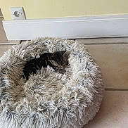 Tigrou a rejoint le concours — aidez-le/la à gagner de superbes lots ! kitten, cat, pet_bed, fluffy, shaggy, cozy, sleeping, floor, tile, indoor, wall_socket, resting, small, fur, cute, animal, domestic, calm, comfortable, red_chair