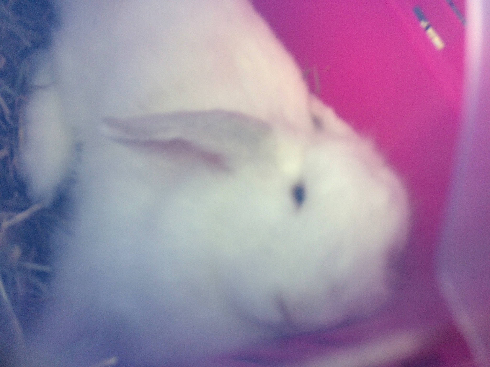 Neige a rejoint le concours — aidez-le/la à gagner de superbes lots ! domestic_rabbit, iris, mouth, nose, rabbit, rabbits_and_hares, skin, whiskers