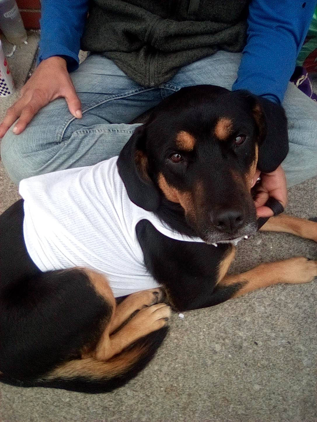 Chase is registered to the contest to win money with this photo: canidae, carnivore, companion_dog, dog, dog_breed, foot, guard_dog, plant, sitting, snout, sporting_group, t_shirt, working_animal, working_dog