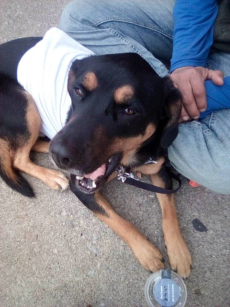 Chase joined the competition — help win amazing prizes! canidae, carnivore, collar, companion_dog, dog, dog_breed, dog_supply, fun, guard_dog, hunting_dog, paw, rottweiler, sporting_group, tin_can, working_animal, working_dog