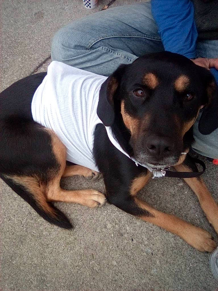 Chase joined the competition — help win amazing prizes! canidae, carnivore, companion_dog, dog, dog_breed, fawn, guard_dog, hunting_dog, plant, sleeve, snout, sporting_group, t_shirt, working_animal, working_dog