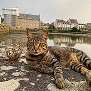 Azraël participe au concours pour gagner de l'argent avec cette photo : cat, tabby_cat, animal, pet, outdoor, stone, lichen, water, reflection, village, building, architecture, sky, cloudy, green_eyes, relaxed, nature, daytime, mammal, feline