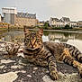 cat, tabby_cat, animal, pet, outdoor, stone, lichen, water, reflection, village, building, architecture, sky, cloudy, green_eyes, relaxed, nature, daytime, mammal, feline