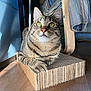 Azraël a rejoint le concours — aidez-le/la à gagner de superbes lots ! cat, tabby_cat, indoor, cardboard_scratch_pad, sunlight, wooden_floor, striped_fabric, furniture, pet, animal, whiskers, paws, relaxed, curious, closeup, domestic_cat, home, resting, bright, daylight