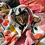 Azraël a rejoint le concours — aidez-le/la à gagner de superbes lots ! cat, tabby, blanket, floral_pattern, cozy, indoor, pet, fur, green_eyes, curious, snug, textile, soft, warm, resting, couch, pillow, domestic_animal, comfort, home