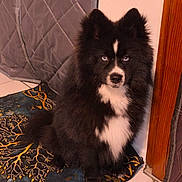 Artus participe au concours pour gagner de l'argent avec cette photo : dog, indoor, blue_eyes, black_fur, white_fur, fluffy, sitting, mat, tile_floor, wooden_doorframe, quilted_fabric, pet, animal, cute, portrait, looking_at_camera, companion, domestic, furry, alert