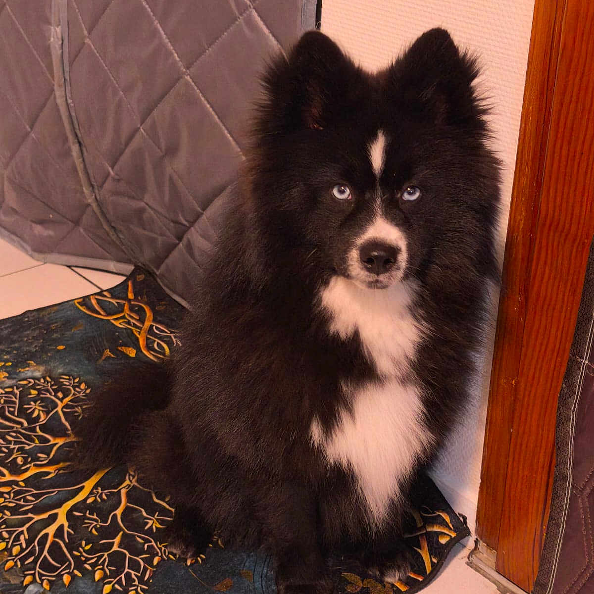 Artus participe au concours pour gagner de l'argent avec cette photo : dog, indoor, blue_eyes, black_fur, white_fur, fluffy, sitting, mat, tile_floor, wooden_doorframe, quilted_fabric, pet, animal, cute, portrait, looking_at_camera, companion, domestic, furry, alert