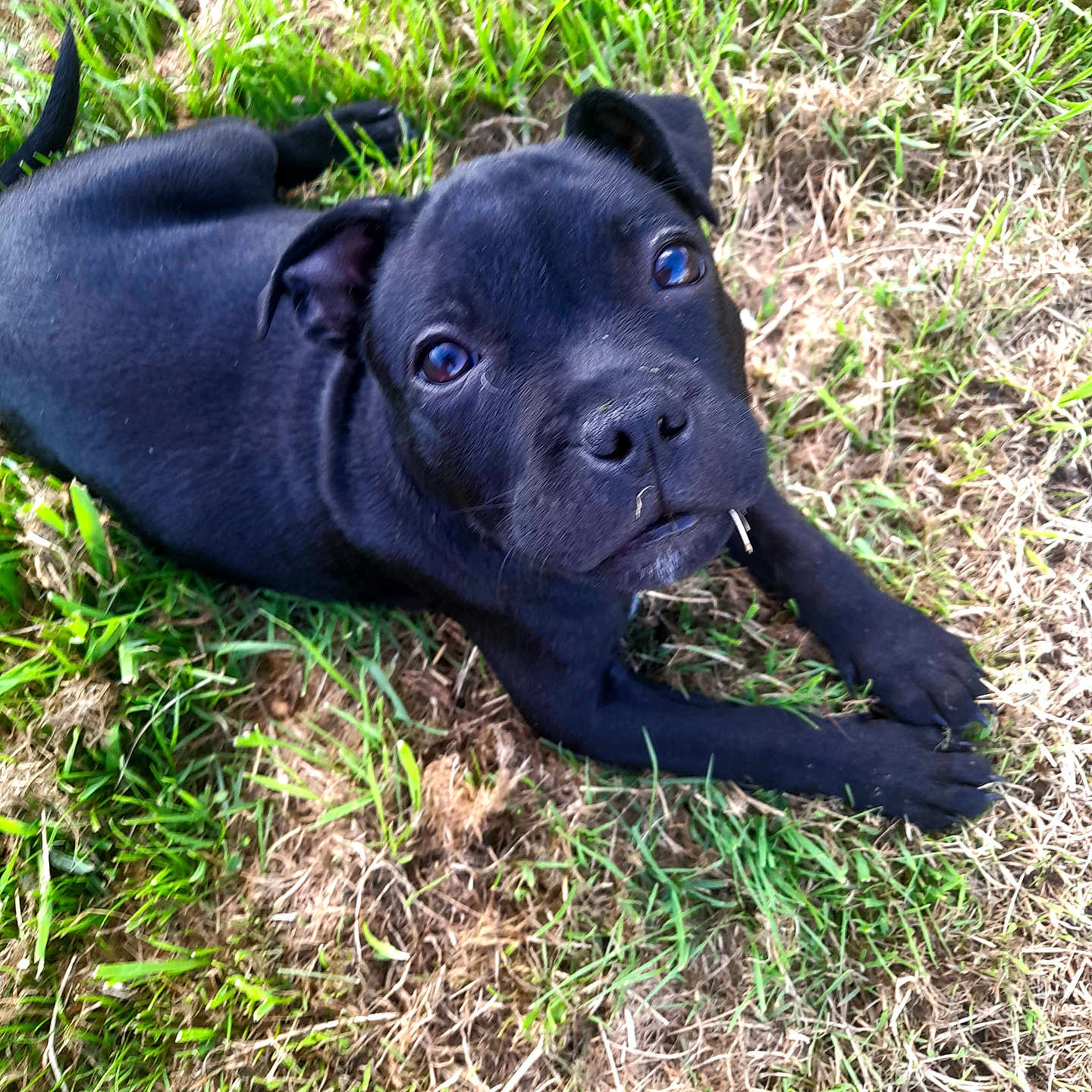 Vahia participe au concours pour gagner de l'argent avec cette photo : animal, boxer, bulldog, canine, dog, field, frenchbulldog, grass, grassland, hound, labradorretriever, lawn, nature, outdoors, pet, pitbull, plant, pug, puppy, snout